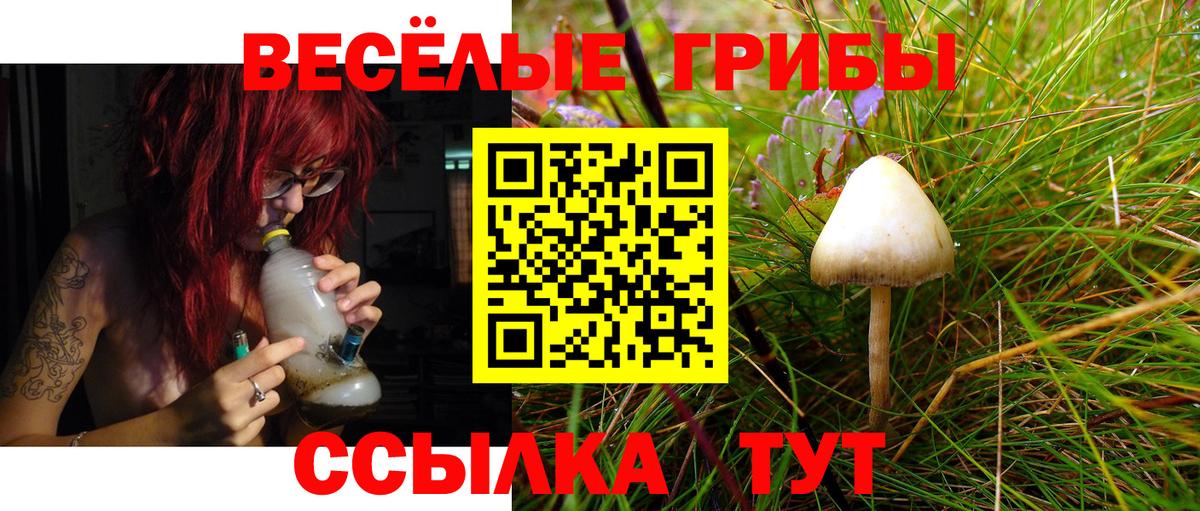 Галлюциногенные грибы Psilocybe Будённовск